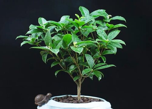 可以养在家中且味道清香的植物