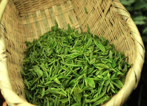 君山毛尖属于什么茶