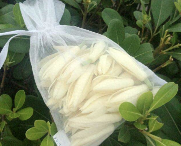黄桷兰的养殖方法和注意事项