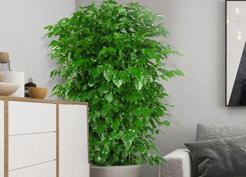 平安树怎么修剪才好看