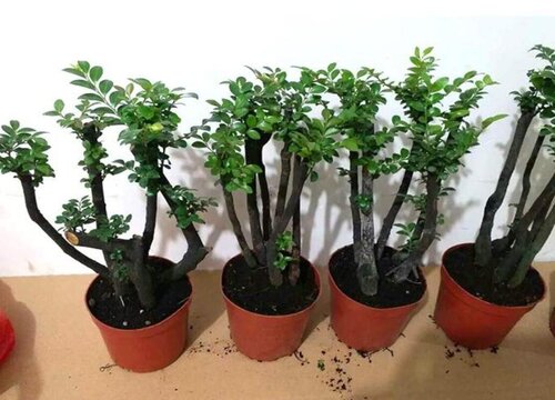 牛角木是什么木材