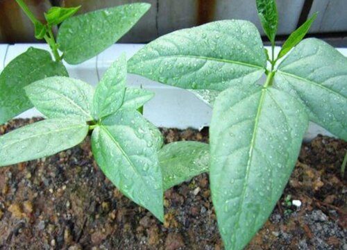 长豆角种植时间和方法