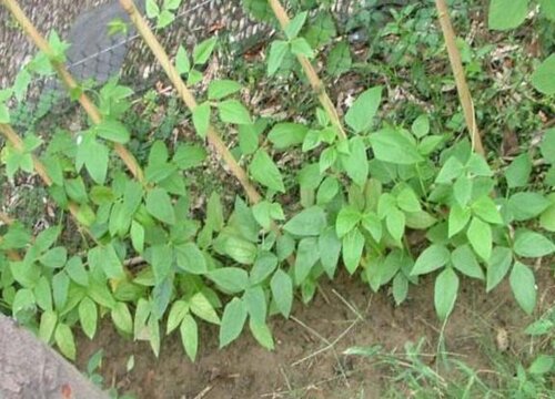长豆角种植时间和方法