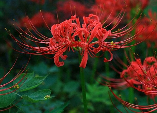 彼岸花一年开几次花
