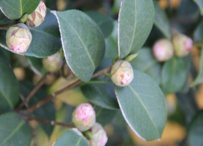 茶花叶子和花苞变黄了 为什么快开放的茶花会出现掉花苞长黄叶的现象