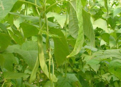 秋芸豆种植时间 秋芸豆种植时间和方法