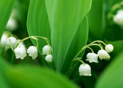 铃兰怎么醒花 鲜切铃兰的醒花方法