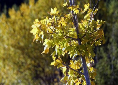 香樟属于乔木还是灌木 香樟是乔木还是灌木植物