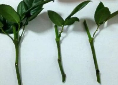 当年扦插的月季开花吗 判断扦插月季花是否成活