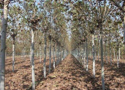 梧桐树耐寒 梧桐树怎么过冬天