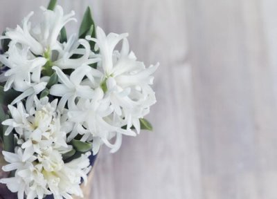 白色风信子花语 白色风信子的花语和寓意