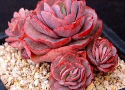 秀妍徒长了怎么办 秀妍徒长是什么样子