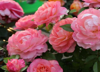 海神王是藤本还是灌木 海神王月季属于藤本还是灌木