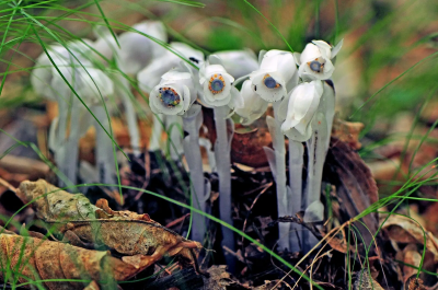 代表神秘的花 世界上花语含义是神秘高贵的花卉