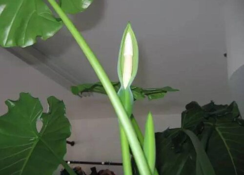 水观音花有毒吗