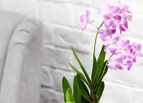石斛兰什么季节开花