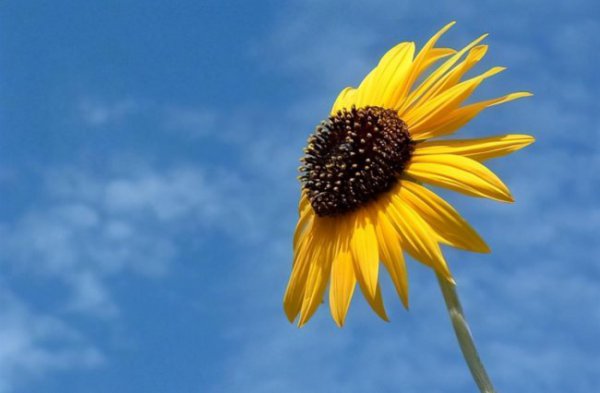 无能狂怒是什么心理