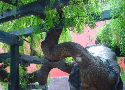 龙爪槐属于乔木还是灌木 龙爪槐是乔木还是灌木植物