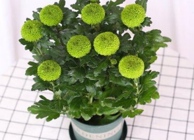 绿菊花花语 绿菊花的花语和寓意