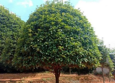 桂花树用土 桂花树用什么土最好呢