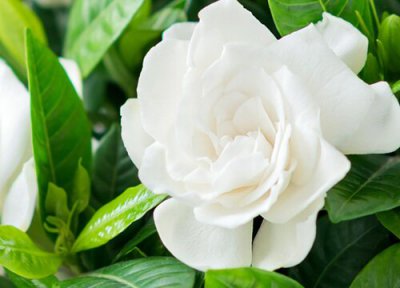 代表浪漫的花 什么花代表浪漫