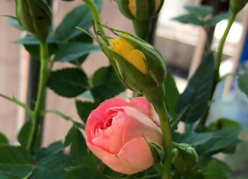 玫瑰花一年开几次花