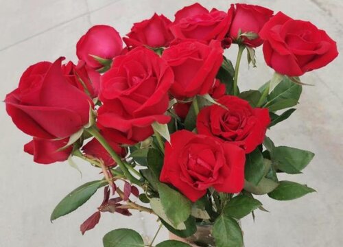 玫瑰花怎么浇水