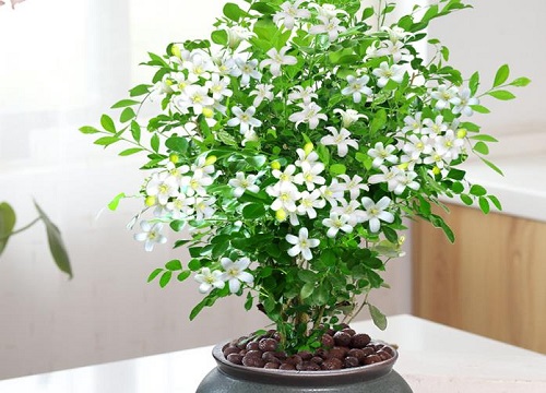 九里香怎么浇水