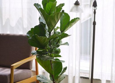 琴叶榕的寓意与风水 象征意义与摆放讲究