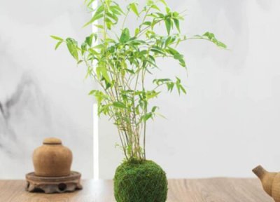 米竹的寓意和象征 米竹的风水及寓意