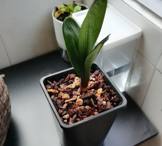 君子兰怎么修剪叶片 修剪时间与方法