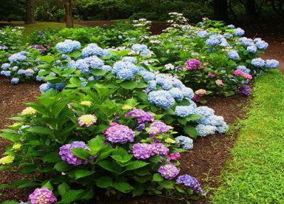 绣球花新叶变红 绣球花叶片变红了是什么原因引起的