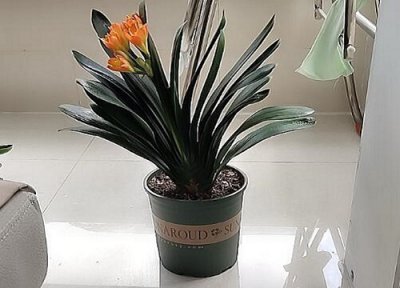 如何养护君子兰叶片整齐像蒲扇 君子兰的叶片到底用什么擦拭比较好