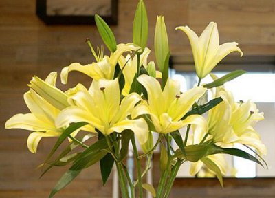 黄百合花花语 黄百合花的花语和寓意