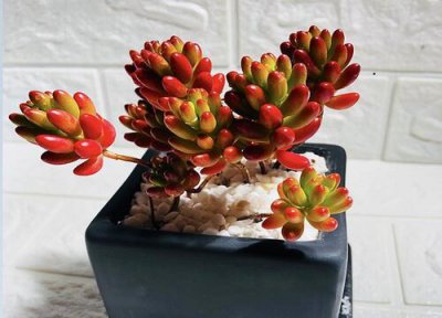 虹之玉多肉的养殖方法 虹之玉多肉的养殖方法和注意事项