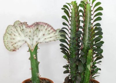 龙骨花修剪方法 龙骨花怎样修剪好看