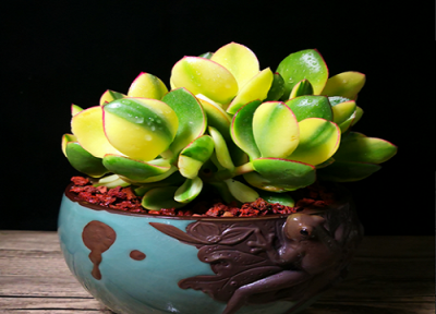 玉树何时换盆好? 养护玉树及时换盆的必要性