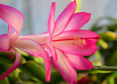 蟹爪莲喜阴还是喜阳 蟹爪莲喜阴还是喜阳光的植物