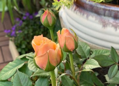 香槟玫瑰花花语 香槟玫瑰花的花语是什么意思