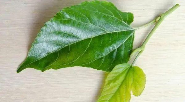 桑叶茶的功效与作用