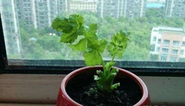 反复摘叶子吃的蔬菜有哪些