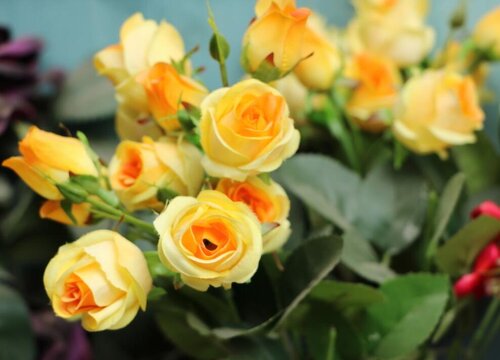 代表道歉的花