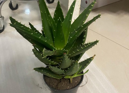 芦荟喜阴还是喜阳光的植物
