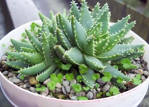芦荟喜阴还是喜阳光的植物