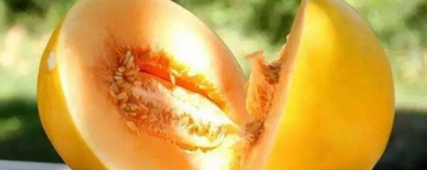 金色蜜瓜有哪些功效和禁忌?