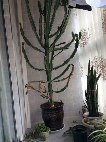 家里养龙骨太高对家人好不好