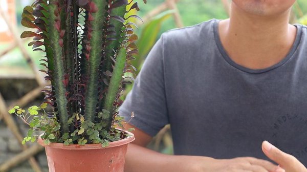 家里养龙骨太高对家人好不好