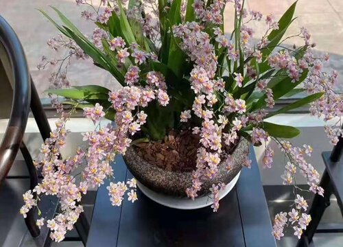 兰花的花苞没开放就掉落的原因