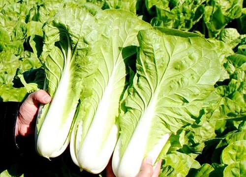 小白菜适合几月份种植