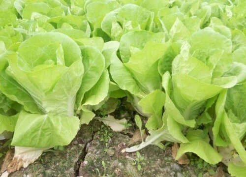 小白菜适合几月份种植